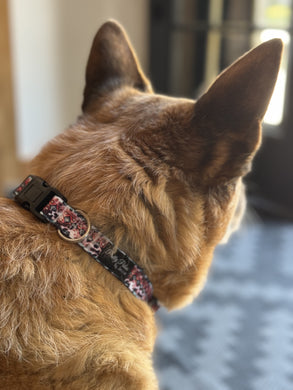 Dog Collars