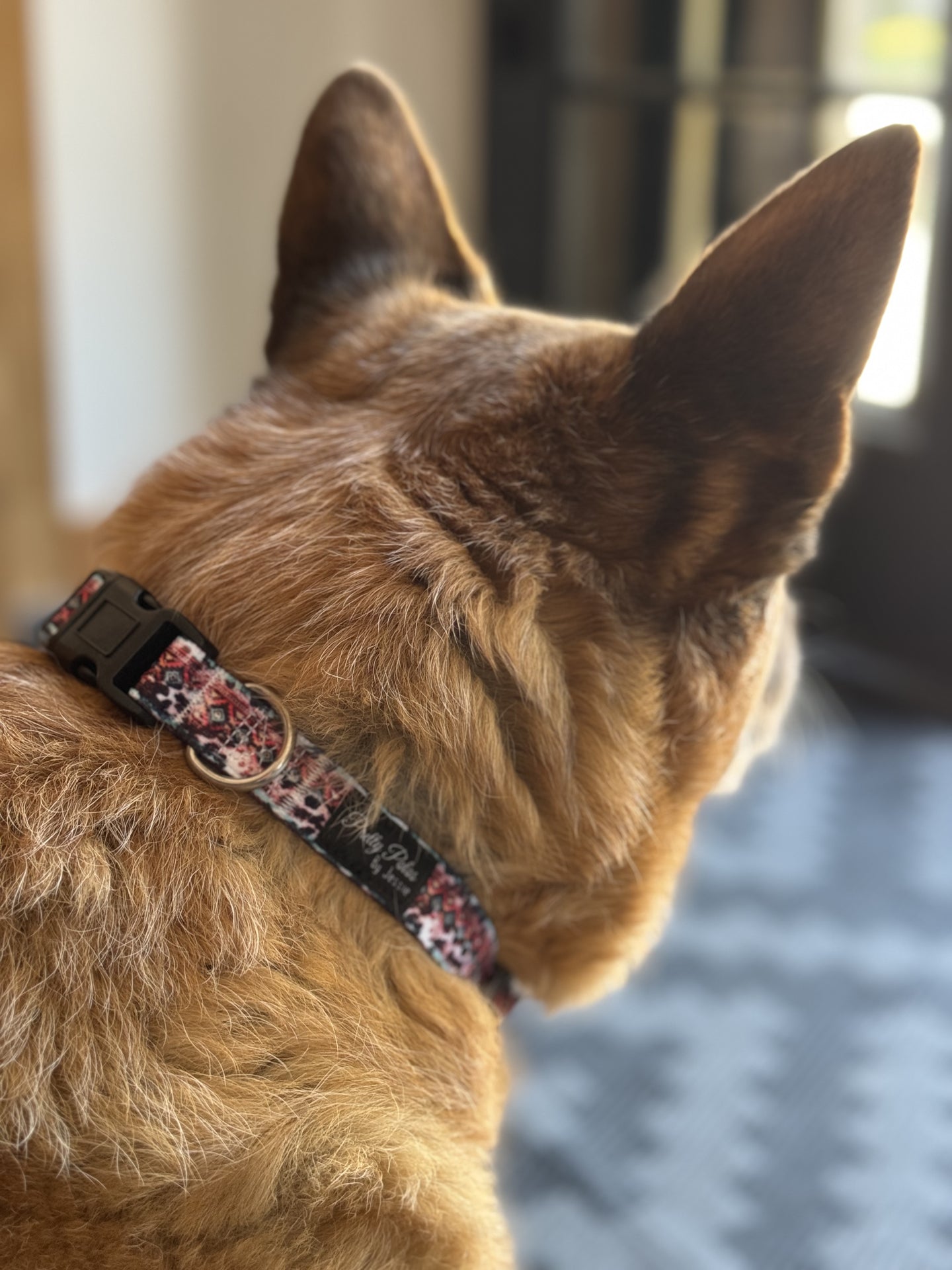 Dog Collars